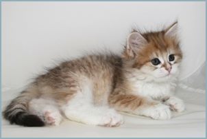 Female Siberian Kitten from Deedlebug Siberians